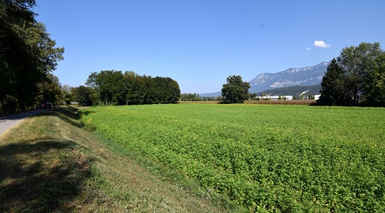 vue d'un champ de cultures dérobées, avec des herbes sur toute la surface