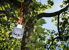 Des capteurs de température ont été installés dans les arbres de la rue Garibaldi à Lyon.