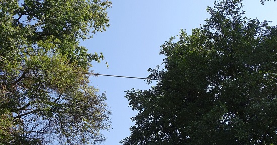 vue d'un écuroduc (codre) en hauteur entre deux arbres