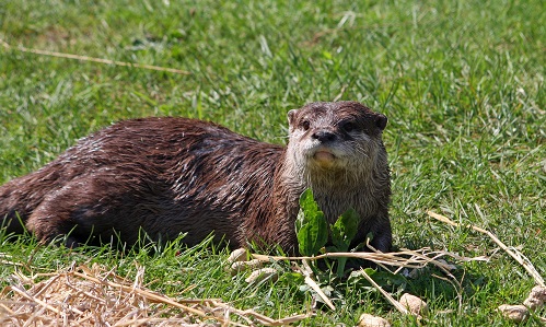 Loutre d'Europe 