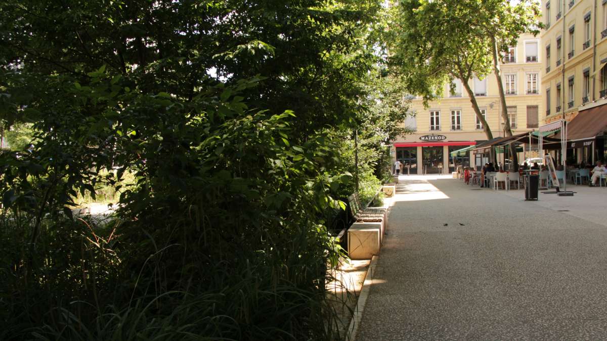 Rue Garibaldi à Lyon, vue d'une rangée d'arbres en ville 