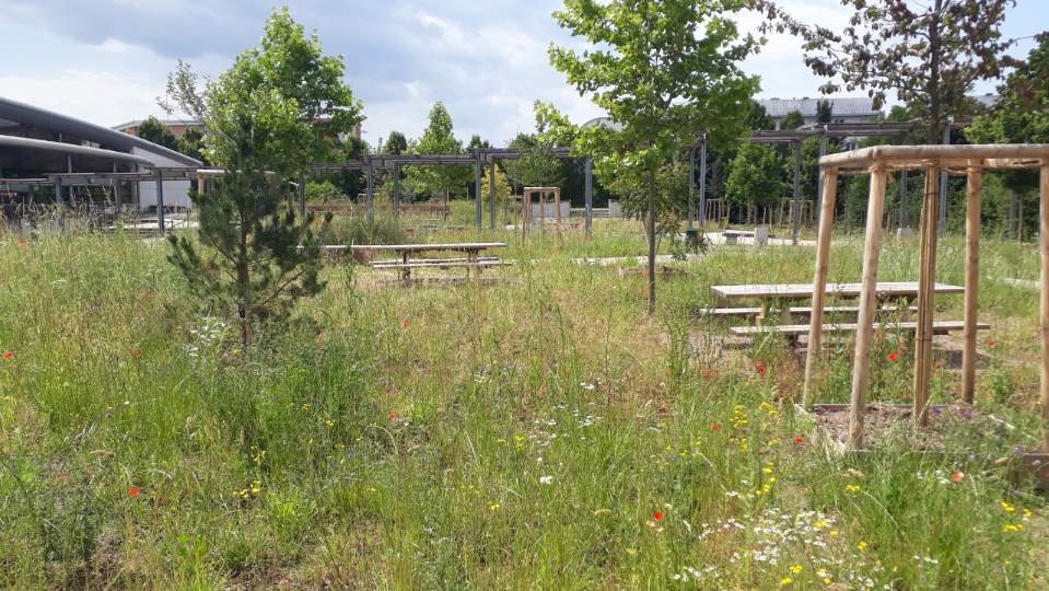 Gestion différenciée de la cour du lycée Marcel Rudloff à Strasbourg (© Région Grand Est / F. Thomas)