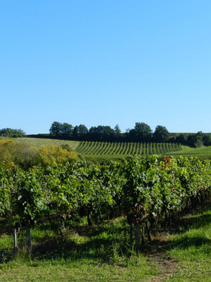 Champ de vignes