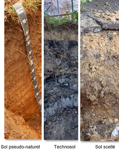 Vue en tranches de 3 sols: pseudo naturel (orange), technosol (gris) et sol scellé (jaune pâle)