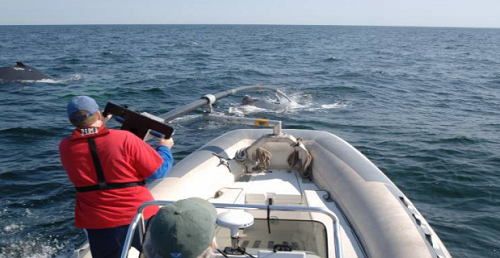 Opération de pose d'une balise sur une orque