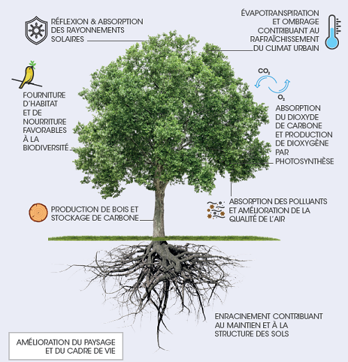 Services écosystémiques de l'arbre urbain - fiche SESAME 13