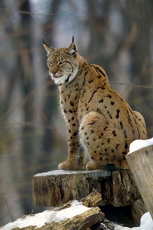 Lynx boréal dans la neige