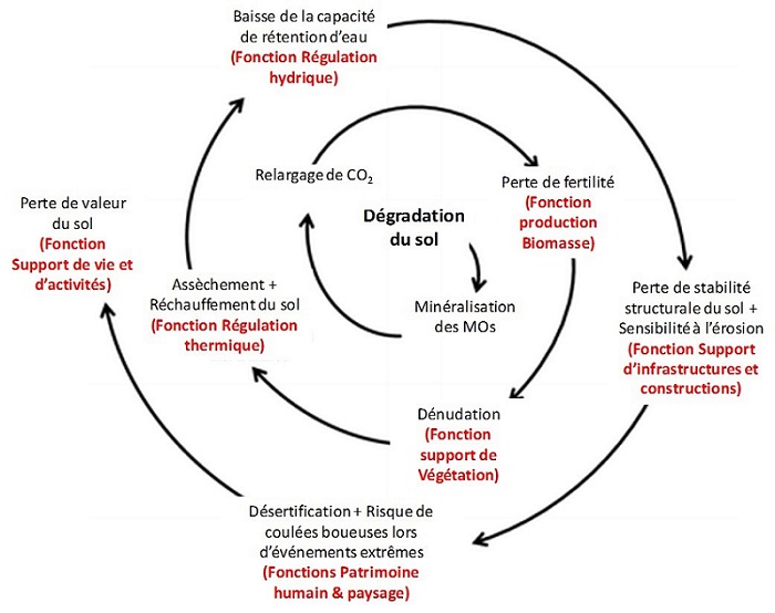 Schéma des impacts en chaine de la dégradation des sols en forme d'ellipse