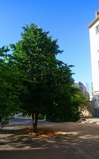 arbre planté sur une place