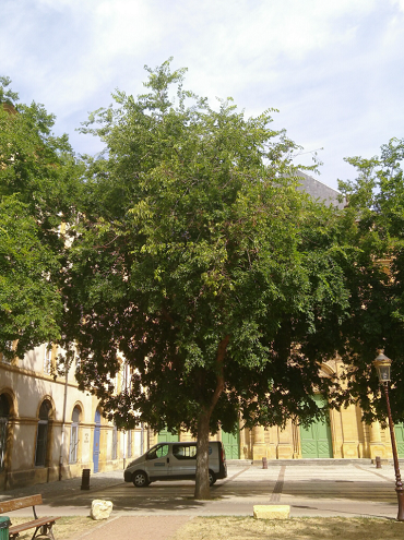 grand arbre sur un parking à Metz