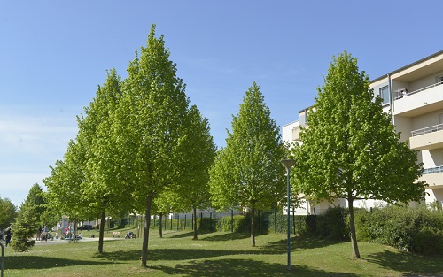 Rangée de jeunes arbres devant des immeubles à metz