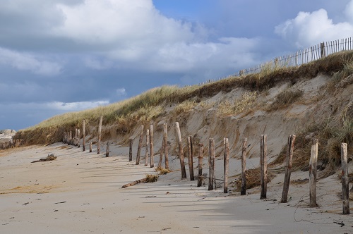 Vue d'une dune en érosion sur une plage de Bretagne avec des piquets en bois devant