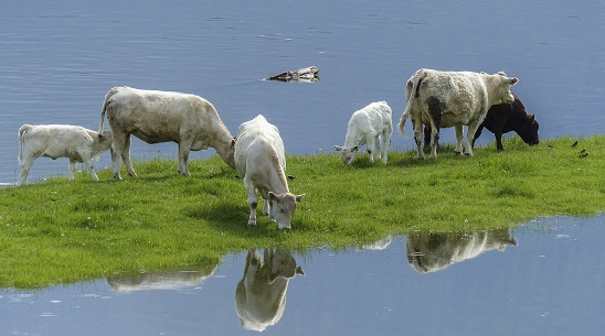 vaches sur un ilot de terre suite à une inondation