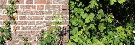mur de briques et végétation