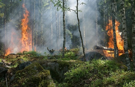 incendie en foret