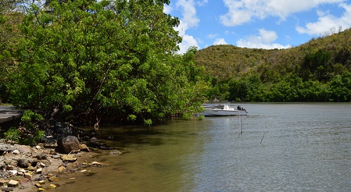 Mangrove de Martinique