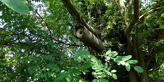 nichoir pour chouette cheveche, dans une branche creuse fixée en hauteur