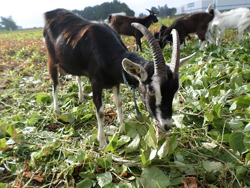 Expérimentation de chèvres pour brouter les renouées du Japon en bros de route