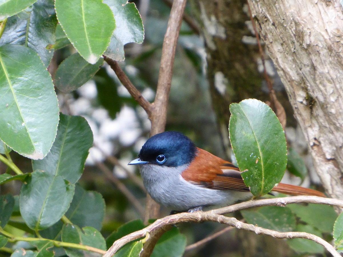 Biodiversité : focus sur la séquence éviter, réduire, compenser à La
