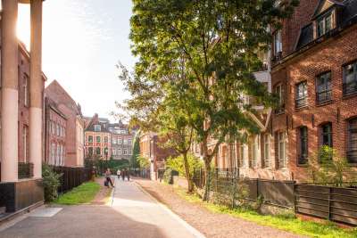 Lille végétation