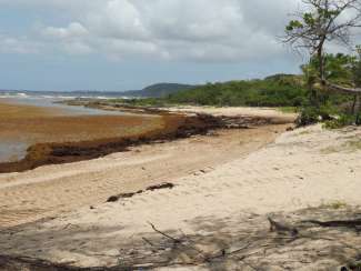 Plage Anse Maurice en Guadeloupe couverte d'algues sargasses