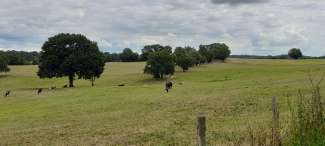 Bocage de Charente Limousine