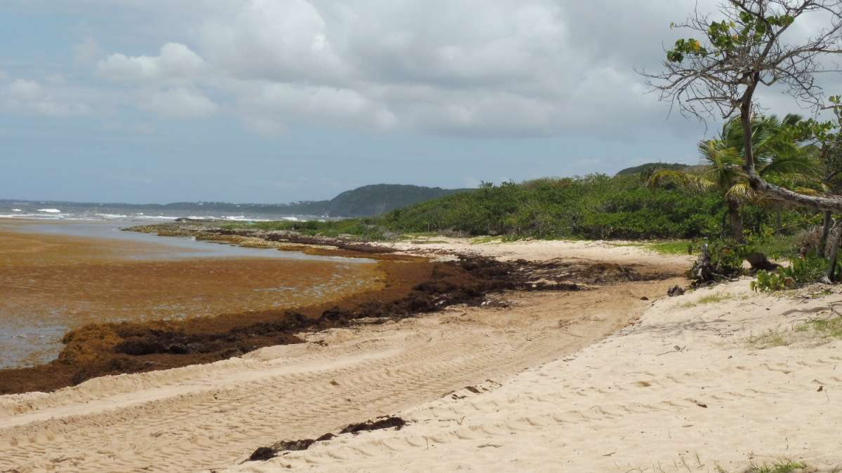 Plage Anse Maurice en Guadeloupe couverte d'algues sargasses