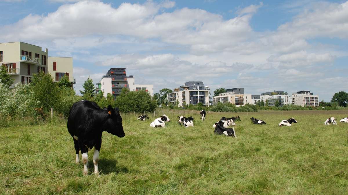 Rennes, vaches au bord d'un quartier d'immeubles
