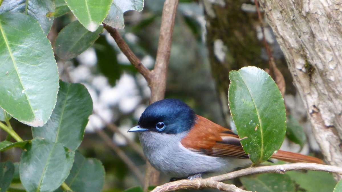 La Vierge : oiseau endémique de l'Ile de la Réunion 