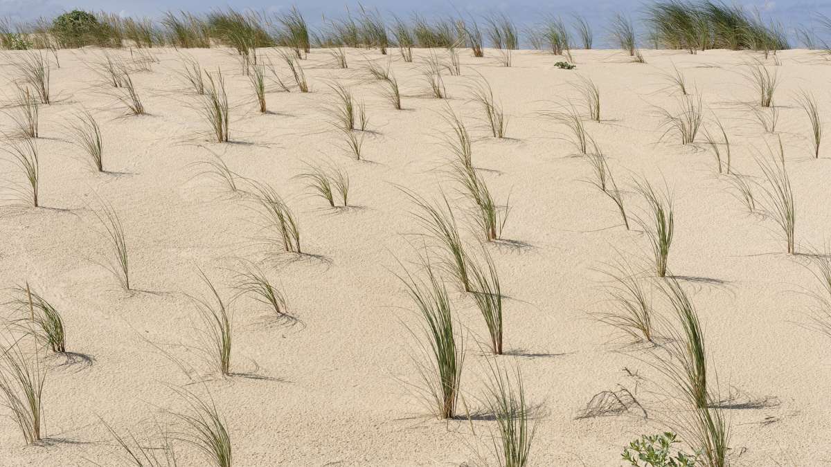 Dunes du cap ferret, avec des jeunes pousses de végétation