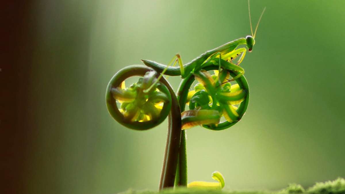 Mantis on natural bike