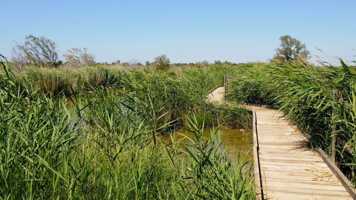 Réserve naturelle, vue d'une zone humide pleine de roseaux avec une passerelle en bois à travers
