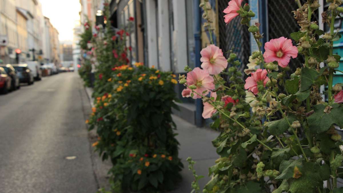 Grappes de fleurs plantées dans des trous faits dans le trottoir à Lyon