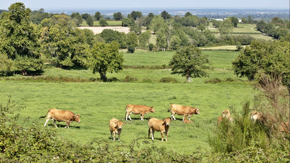 Troupeau de vaches dans les champs