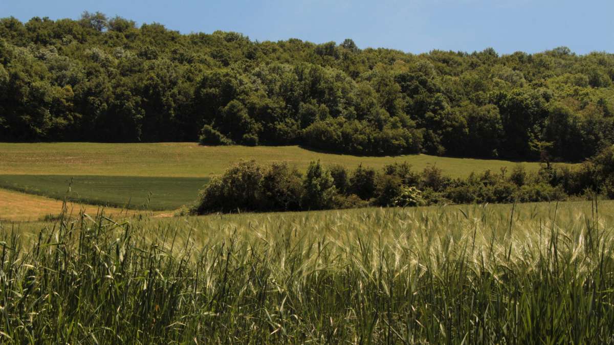 Champs de blé et foret dans une zone vallonnée (Rhone)