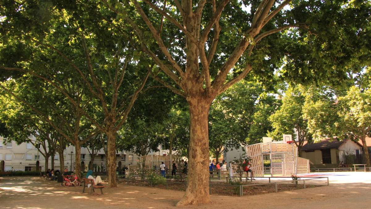 Arbre dans un parc urbain à Lyon 