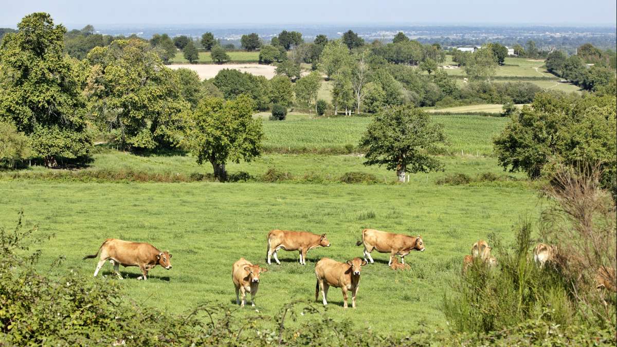 Vaches Parthenaises dans le bocage Deux-Sévrien