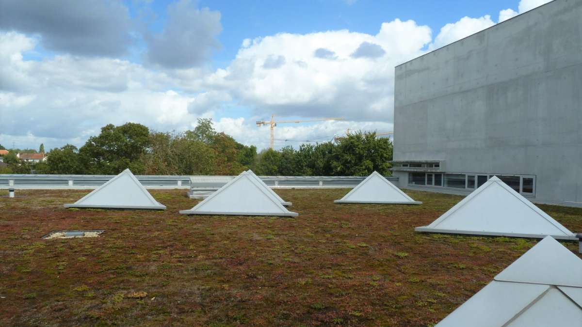 Toiture végétalisée