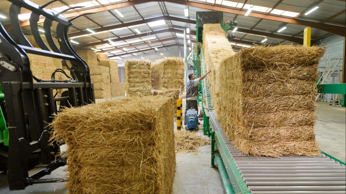Bottes de pailles avant transformation en panneaux pour le bâtiment