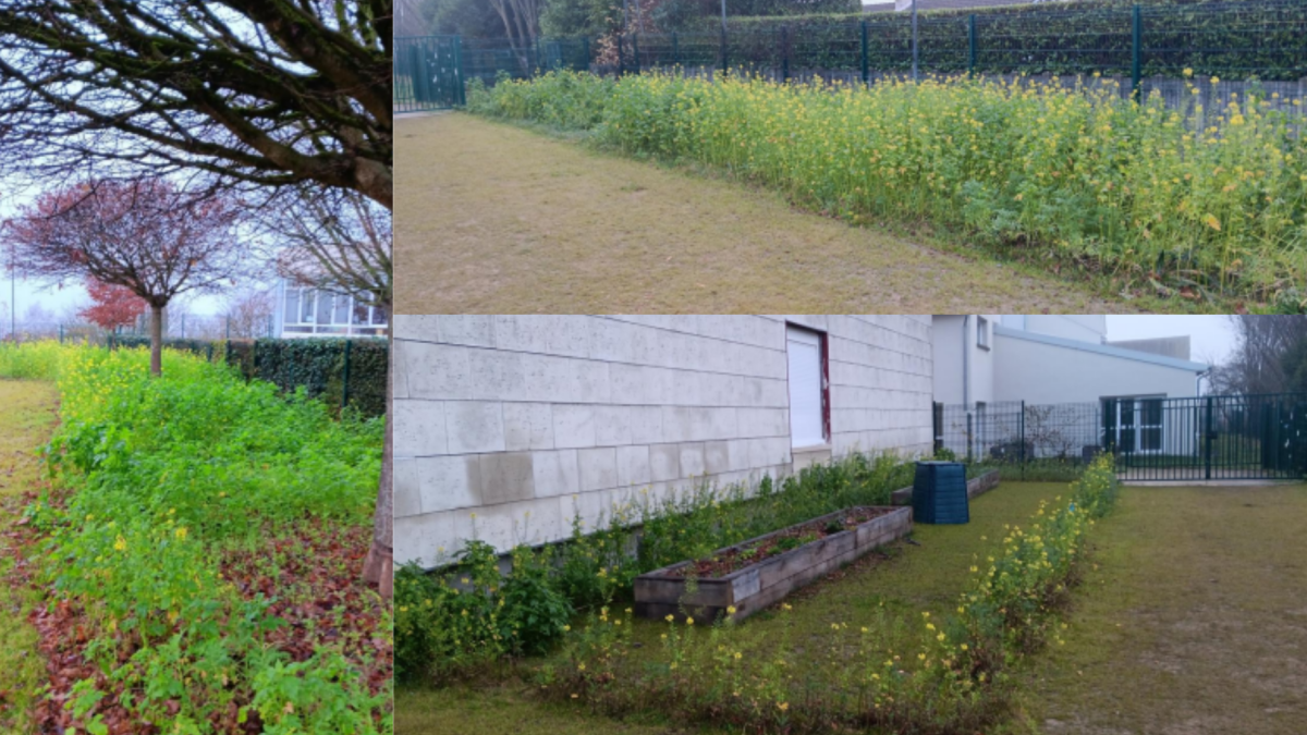 Végétalisation école Lanfranchi à beauvais 