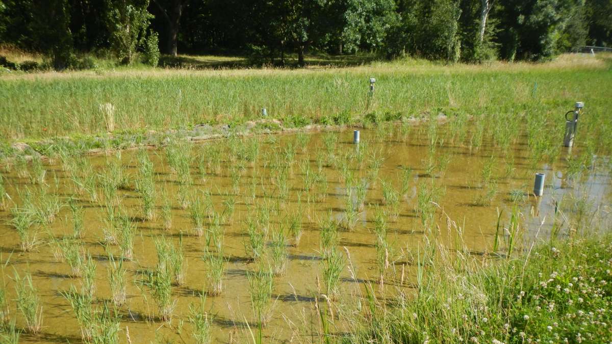 Filtre avec des roseaux LIFE ADSORB