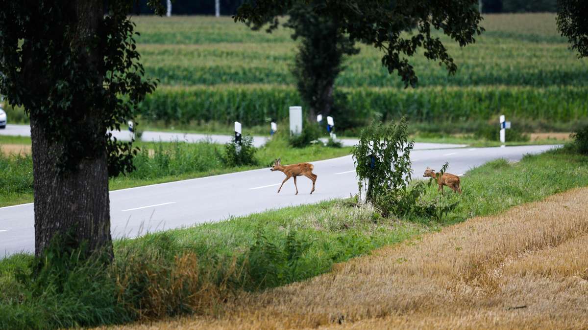 Biches traversant une route