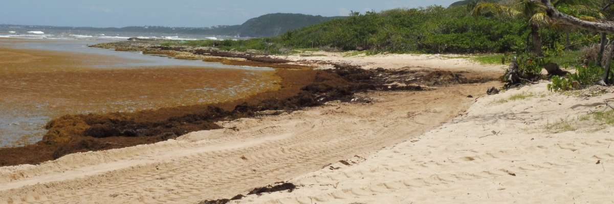 Plage Anse Maurice en Guadeloupe couverte d'algues sargasses