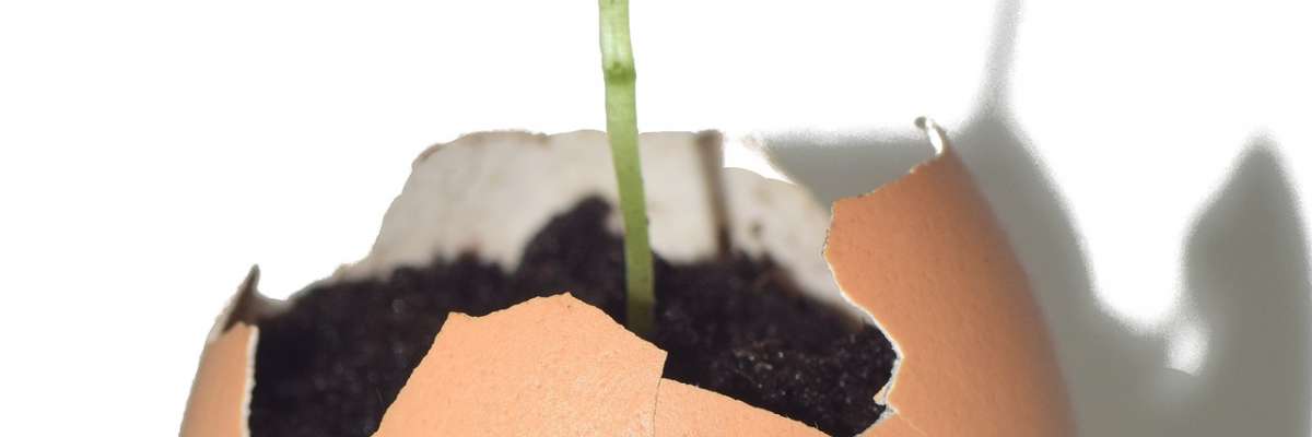 image momentanément indisponible