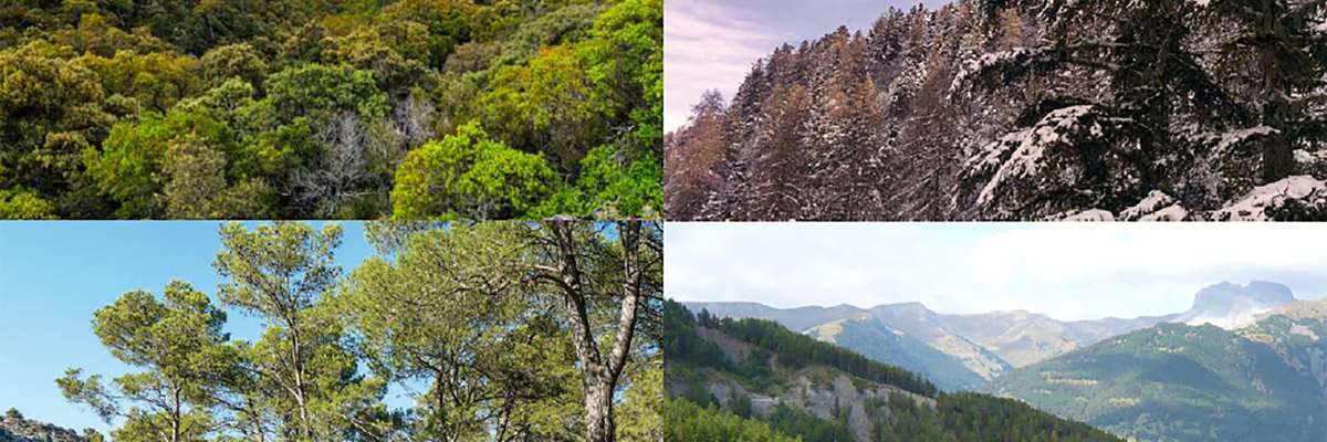 Observatoire régional de la Forêt Méditerranéenne
