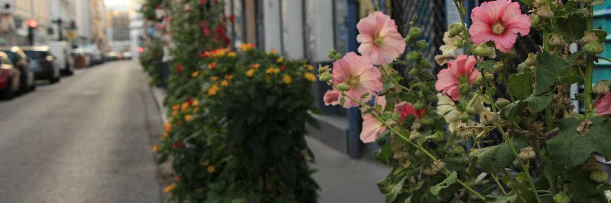 Grappes de fleurs plantées dans des trous faits dans le trottoir à Lyon