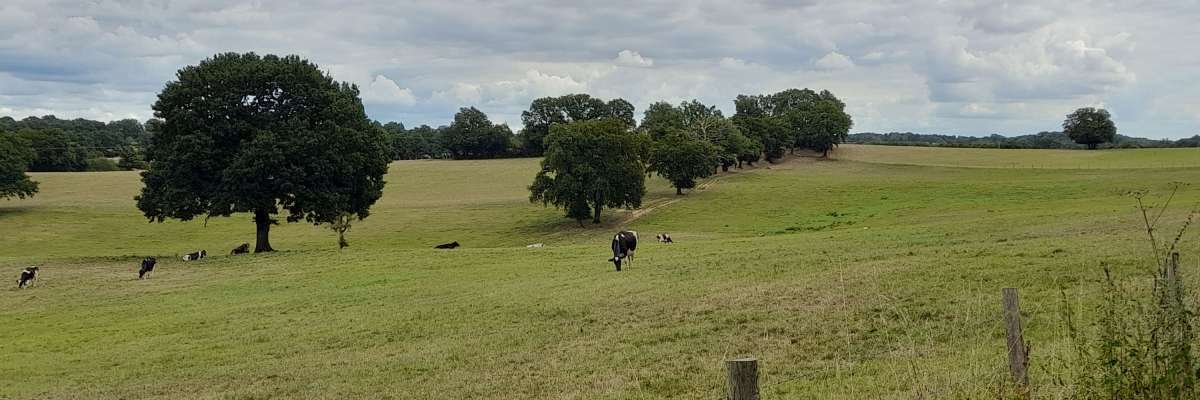 Bocage de Charente Limousine