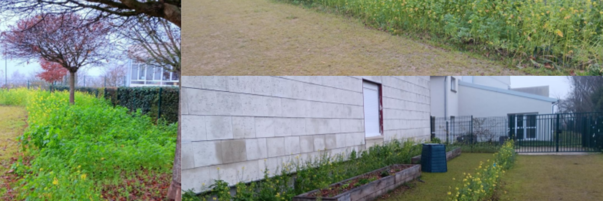 Végétalisation école Lanfranchi à beauvais 